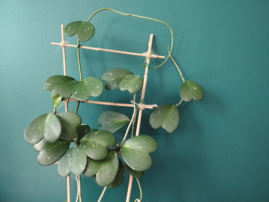 Caring for Your Hoya kerrii