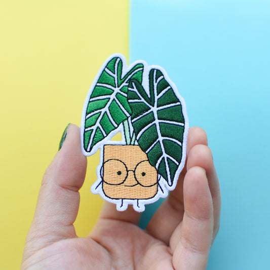 Alocasia Patch